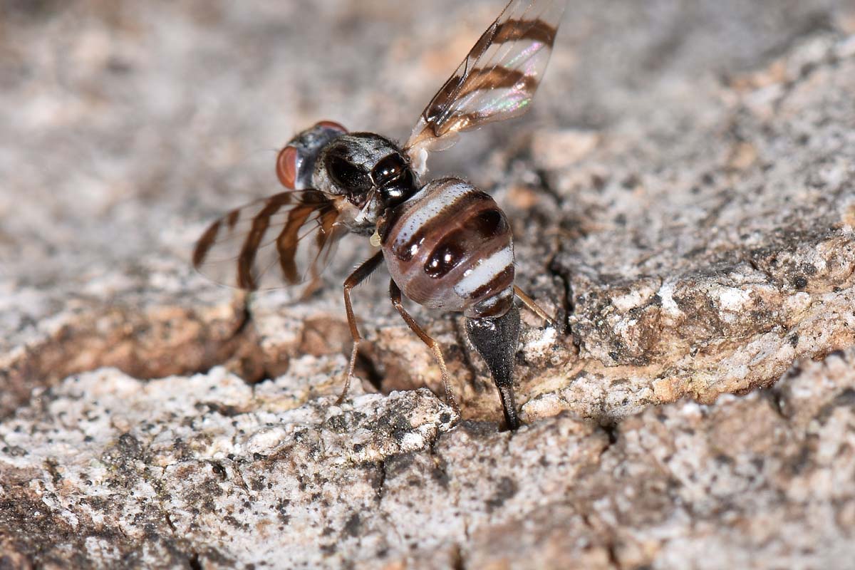 Ulidiidae: Myennis octopunctata